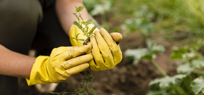 Tu huerta en casa. Primeros pasos