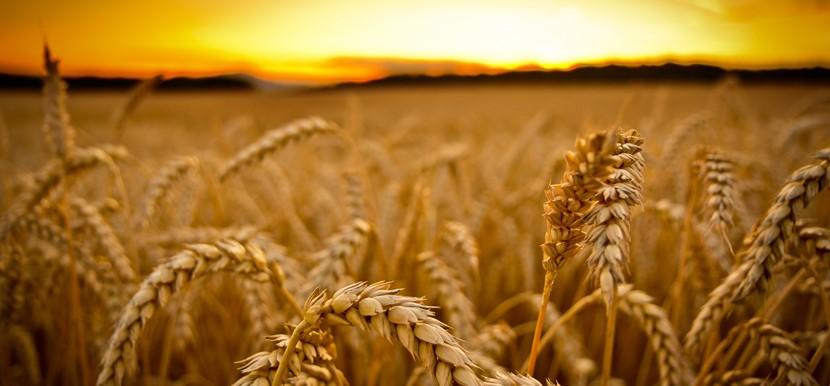 La importancia del trigo en el mundo 