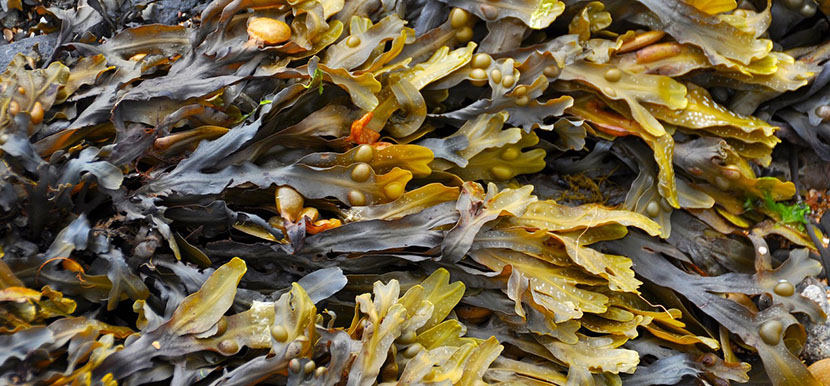 Dietas del futuro: &iquest;comeremos algas, insectos y carne cultivada?